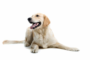 lyme disease in dogs