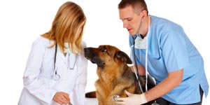 Canine disease check up