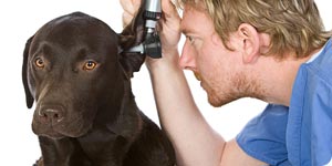 Vet checking labrador's ears