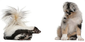 Image of dog and polecat