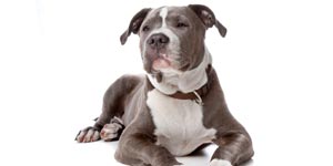 Healthy Staffordshire bull terrier