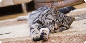 Cat lying on the carpet