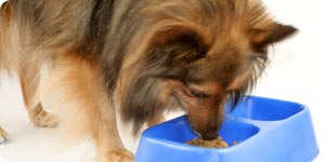 Dog eating his dog food