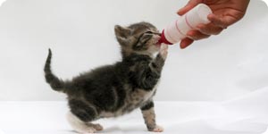 Kitten drinking milk in baby bottle