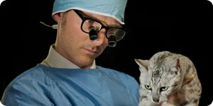 Veterinarian examining cat