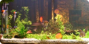 Image of aquarium