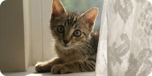 Kitten photo