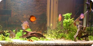 Image of fish tank