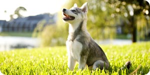 Husky on the lawn