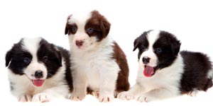 Three Border Collie Puppies