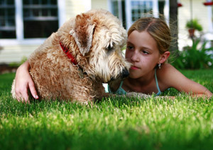 wheaton terrier