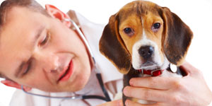 Vet care for beagles