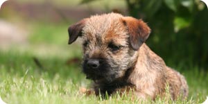 Photo of border terrier