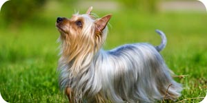 Photo of silky terrier