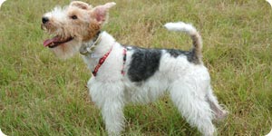 Fox terrier