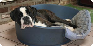 Resting dog on pillow