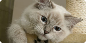 Cat on sisal scratching post