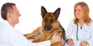 Veterinarians examining a German Shepherd