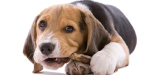 Cute dog biting bone