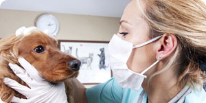 Lady veterinarian examining a dog