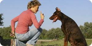 Training dog