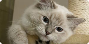 Cat on a scratching post