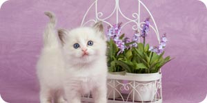 Cat with potted plant