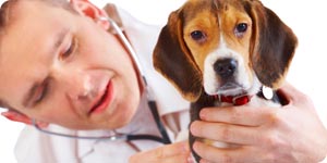 Veterinarian taking care with beagle puppy