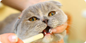 Injecting feline