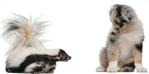 Image of dog and skunk