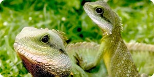 Portrait of iguanas