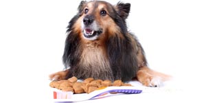 Dog with dog food and toothbrush