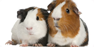 Photo of guinea pigs