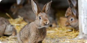 Image of pet rabbit