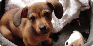 Puppy on his bed