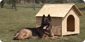 Pet dog outside doghouse