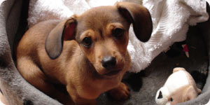 Photo of dog on its bed