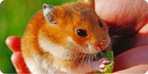 Image of a hamster