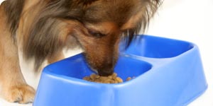 Healthy food for dog