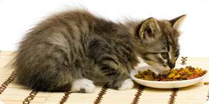 Kitten eating dry cat kibble