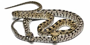 Photo of snakes