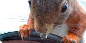 Squirrel eating seeds