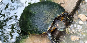 Turtle coming out of the water