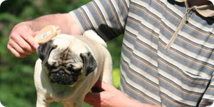 Owner combing pet dog