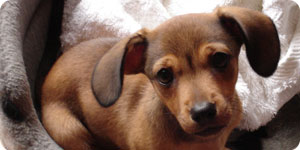 Puppy on his bed