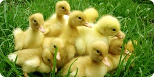 Photo of ducklings