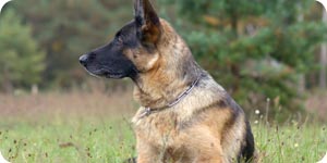 German shepherd outdoors