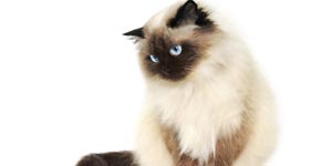 Himalayan cat