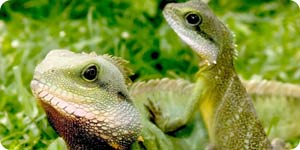 Two young iguanas