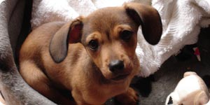 Puppy on his bed